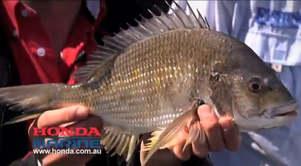 Federal Environment Minister Tony Burke.